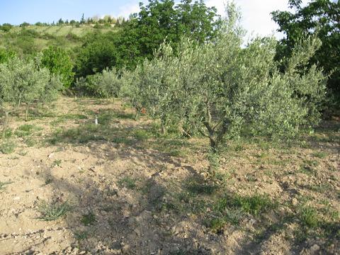 Name:  zeytin aac.JPG
Views: 1820
Size:  64.6 KB