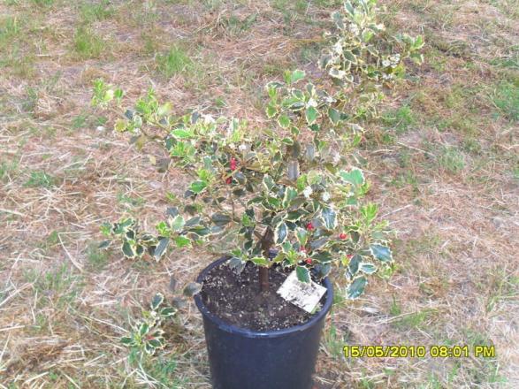 Name:  Resim 576.jpg
Views: 953
Size:  71.6 KB