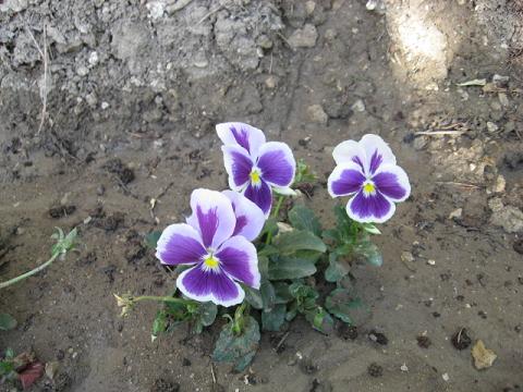 Name:  mor beyaz meneke.JPG
Views: 1705
Size:  48.5 KB