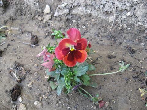 Name:  bordo m.JPG
Views: 1523
Size:  50.4 KB