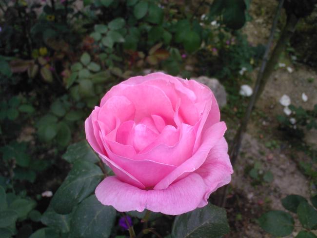 Name:  F 9.jpg
Views: 992
Size:  35.5 KB