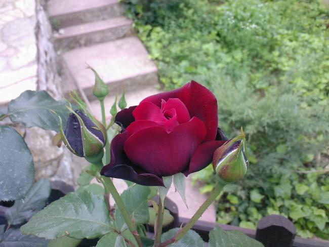 Name:  F 36.jpg
Views: 854
Size:  45.9 KB