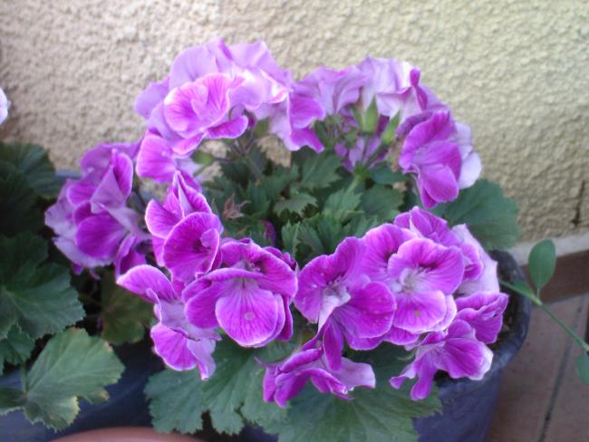 Name:  F 58.jpg
Views: 874
Size:  49.0 KB