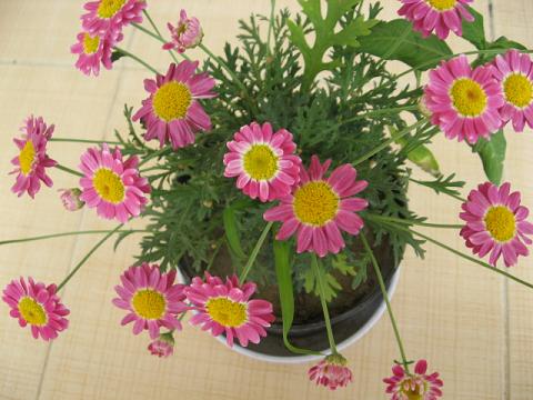 Name:  k pembe papatya.JPG
Views: 1732
Size:  45.9 KB