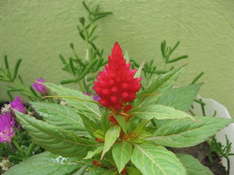 Name:  horoz ibii.JPG
Views: 1996
Size:  34.3 KB