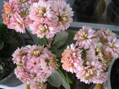 Name:  kalanchoe.JPG
Views: 1504
Size:  45.5 KB