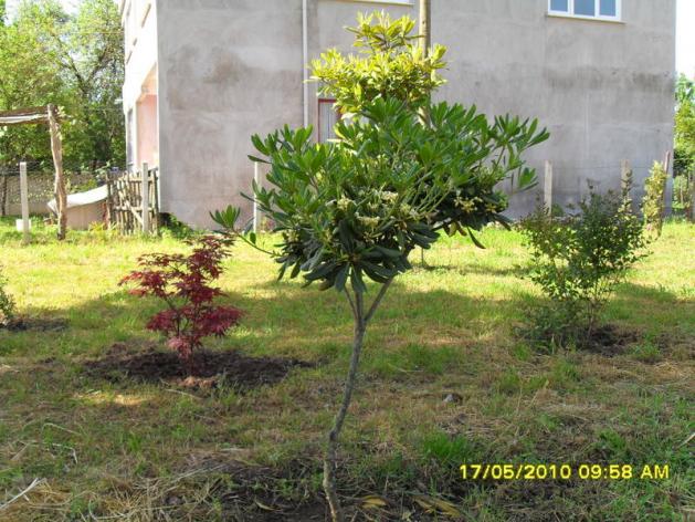 Name:  Resim 609.jpg
Views: 858
Size:  70.2 KB