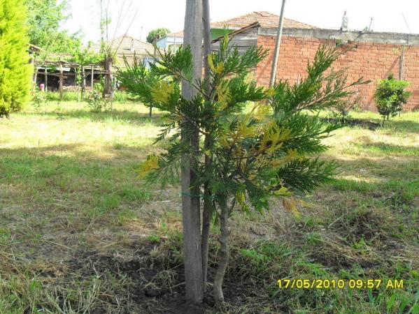Name:  Resim 606.jpg
Views: 800
Size:  71.9 KB