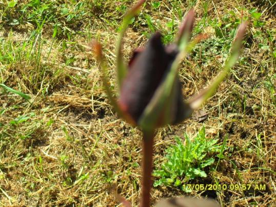 Name:  Resim 605.jpg
Views: 828
Size:  74.9 KB
