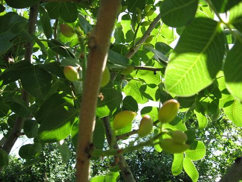 Name:  antep f.JPG
Views: 1388
Size:  54.8 KB