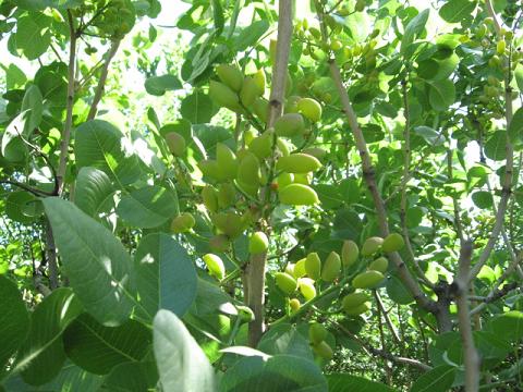 Name:  antep f 2.JPG
Views: 1399
Size:  60.1 KB