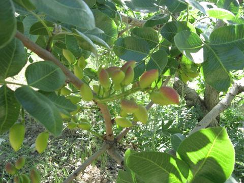Name:  antep f 3.JPG
Views: 1313
Size:  53.2 KB