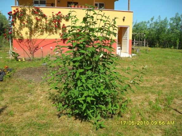Name:  Resim 603.jpg
Views: 1094
Size:  72.0 KB