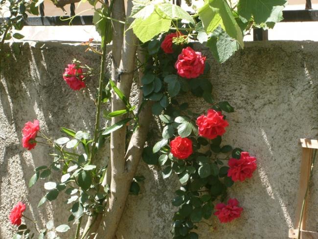 Name:  S6307666.jpg
Views: 911
Size:  66.7 KB