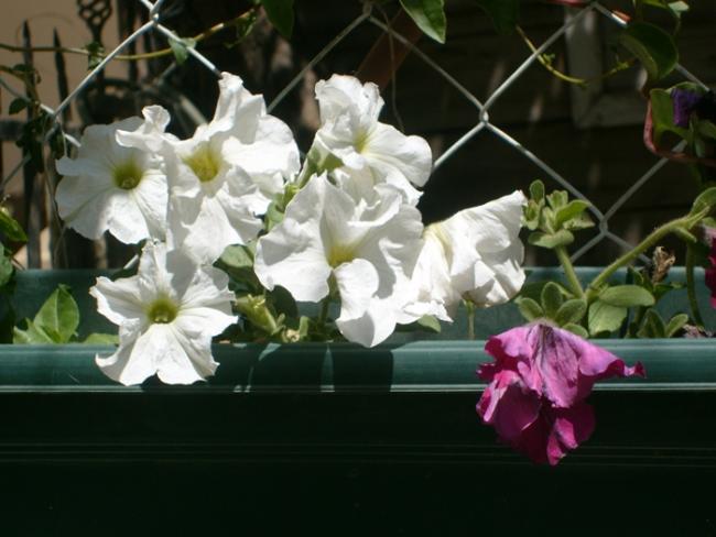 Name:  S6307669.jpg
Views: 843
Size:  40.6 KB