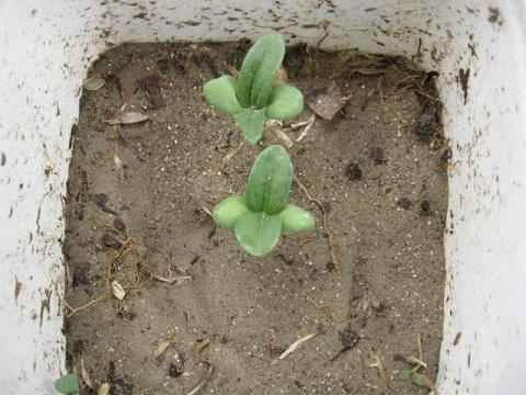 Name:  zinnia f.JPG
Views: 1418
Size:  46.0 KB