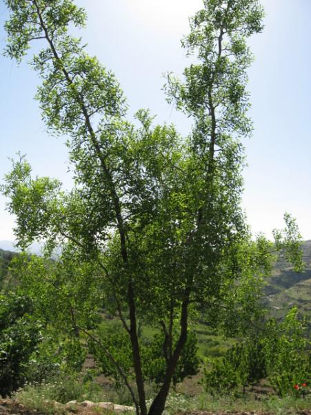 Name:  Resim 057.jpg
Views: 1371
Size:  66.9 KB