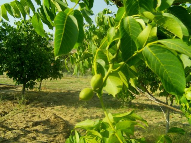 Name:  IMAG0009 [640x480].jpg
Views: 10984
Size:  62.5 KB