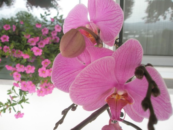 Name:  P5150745 (600 x 450).jpg
Views: 1012
Size:  59.4 KB