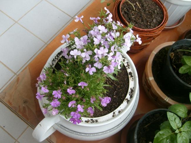 Name:  S6307781.jpg
Views: 836
Size:  55.3 KB