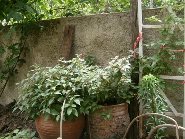 Name:  S6307792.jpg
Views: 873
Size:  70.0 KB