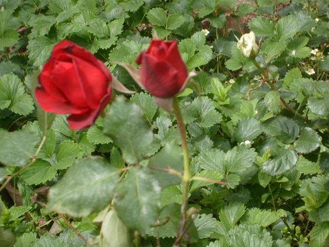 Name:  S6307805.jpg
Views: 868
Size:  58.4 KB