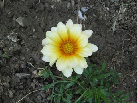 Name:  gazanya bahede.JPG
Views: 1376
Size:  42.5 KB