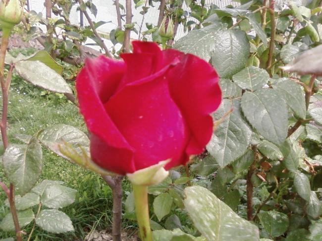Name:  yeni 028.jpg
Views: 843
Size:  62.7 KB