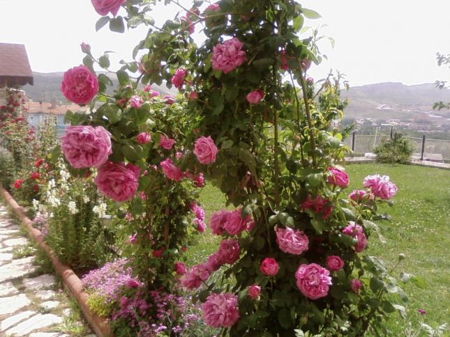 Name:  yeni 023.jpg
Views: 810
Size:  70.6 KB