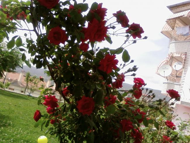 Name:  yeni 024.jpg
Views: 851
Size:  65.0 KB