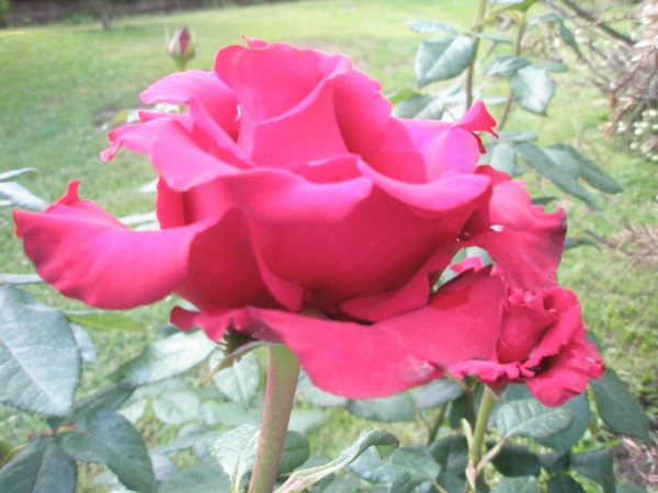 Name:  P5200784 (600 x 450).jpg
Views: 947
Size:  63.1 KB