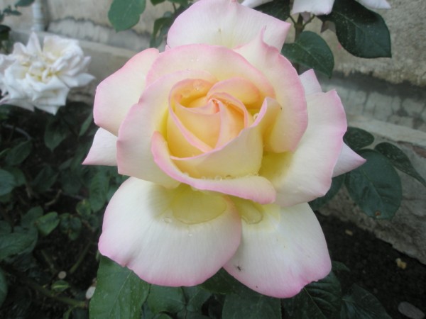 Name:  P5200787 (600 x 450).jpg
Views: 1083
Size:  49.4 KB