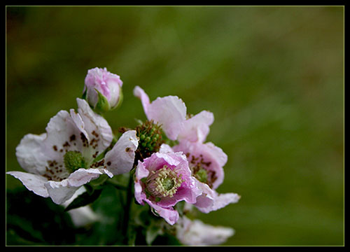 Name:  bogurtlen.jpg
Views: 1005
Size:  52.2 KB
