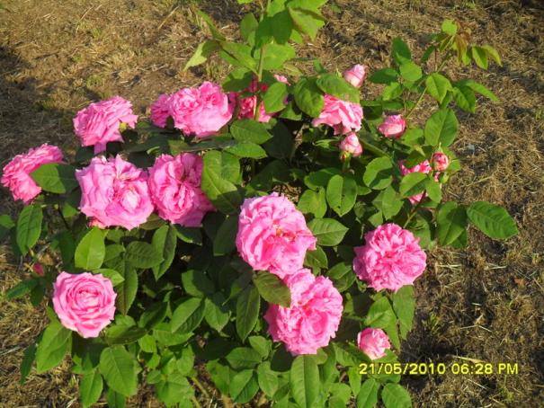 Name:  Resim 741.jpg
Views: 1144
Size:  71.6 KB