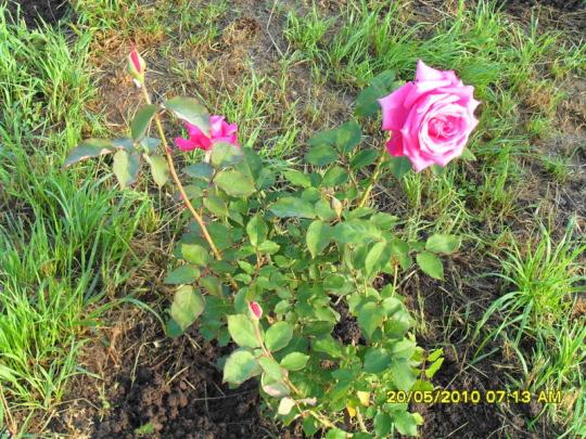 Name:  Resim 710.jpg
Views: 1005
Size:  73.8 KB
