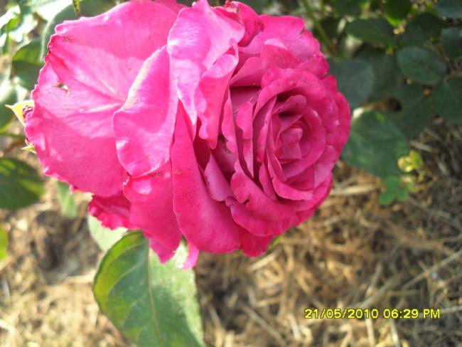 Name:  Resim 742.jpg
Views: 990
Size:  46.0 KB