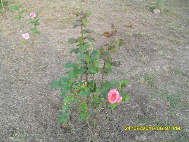 Name:  Resim 745.jpg
Views: 1379
Size:  70.4 KB