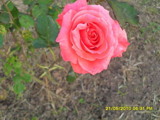 Name:  Resim 746.jpg
Views: 918
Size:  44.0 KB