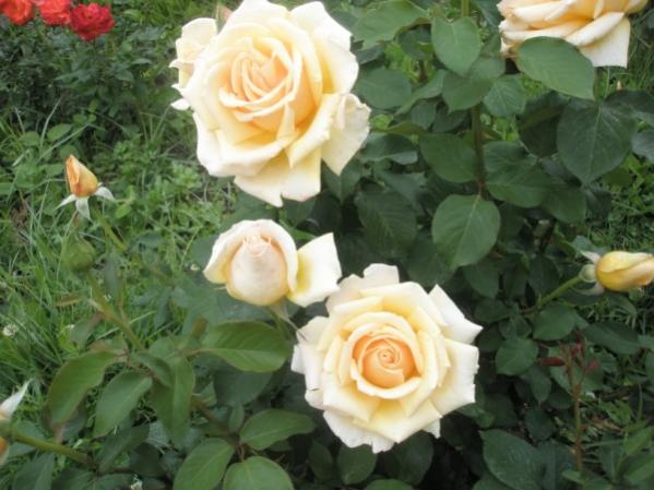 Name:  P5210802 (600 x 450).jpg
Views: 1108
Size:  43.3 KB