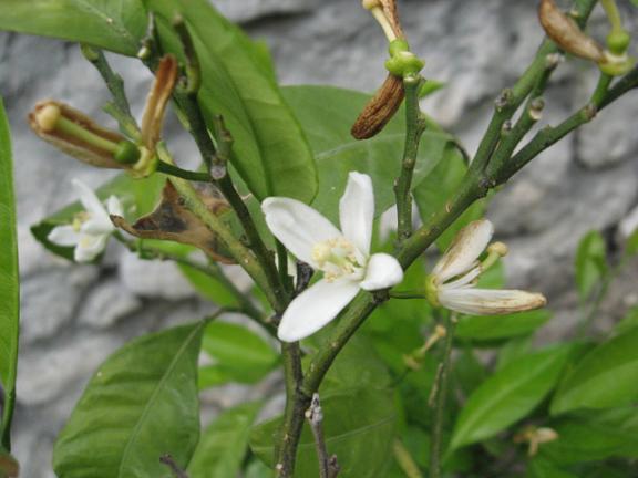 Name:  limon.JPG
Views: 1771
Size:  41.6 KB