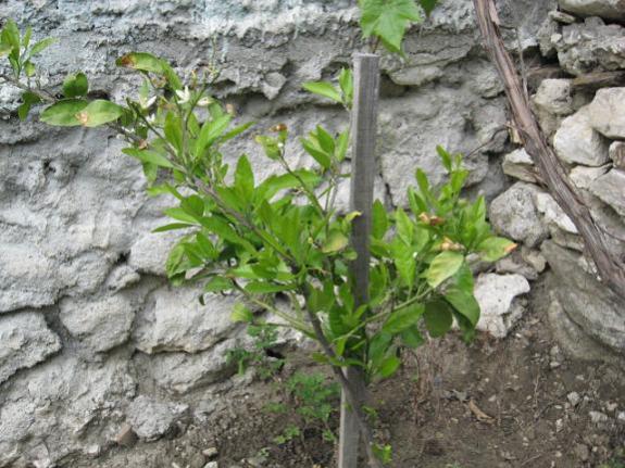 Name:  limon aac.jpg
Views: 3583
Size:  57.8 KB