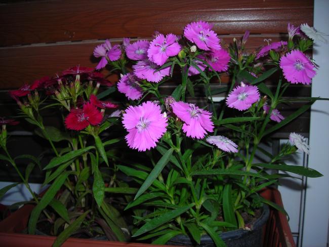 Name:  DSCN1624.jpg
Views: 1077
Size:  53.4 KB