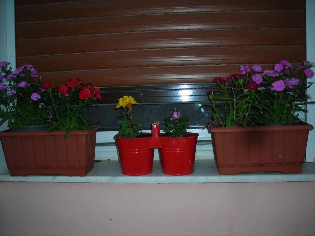 Name:  DSCN1626.jpg
Views: 1106
Size:  35.9 KB