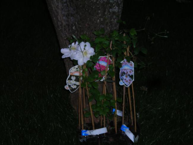 Name:  DSCN1707.jpg
Views: 1081
Size:  28.8 KB