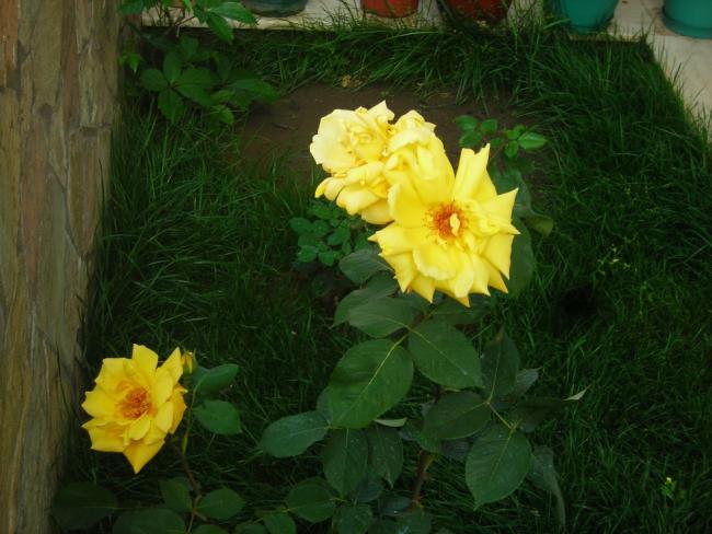 Name:  DSCN1725.jpg
Views: 1072
Size:  47.8 KB