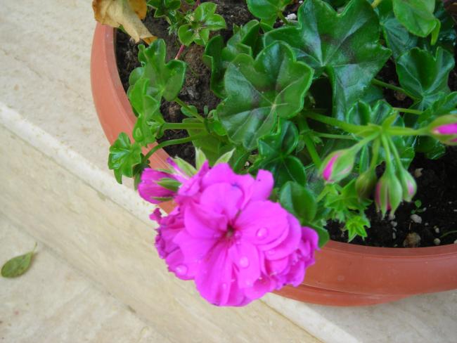 Name:  DSCN1726.jpg
Views: 1172
Size:  44.7 KB