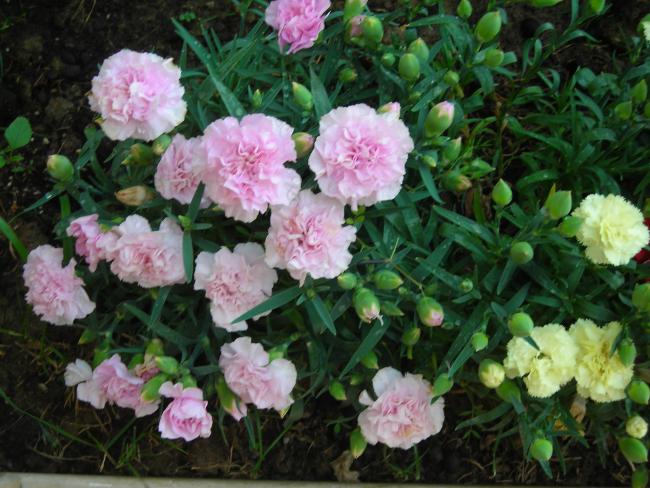 Name:  DSCN1734.jpg
Views: 1431
Size:  59.7 KB
