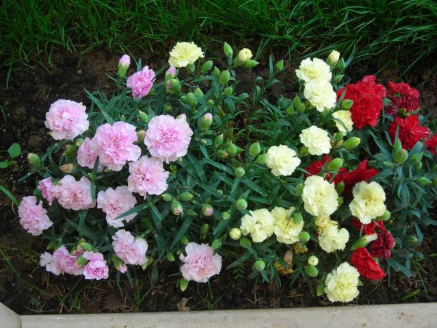 Name:  DSCN1736.jpg
Views: 1143
Size:  70.0 KB