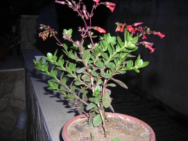 Name:  DSCN1722.jpg
Views: 1055
Size:  47.9 KB