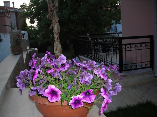 Name:  DSCN1622.jpg
Views: 1024
Size:  52.6 KB